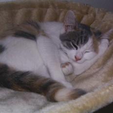 Blanding af racer Trunte