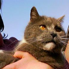 Huskat Skønne Frønne