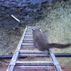 Huskat Skønne Frønne