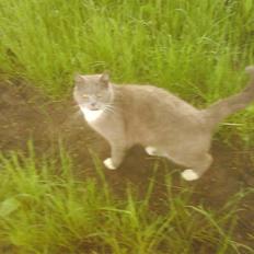 Huskat Skønne Frønne