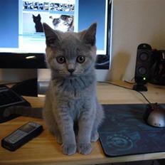 British Shorthair Mika Død 12/04-09