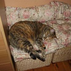 Blanding af racer Pjevs