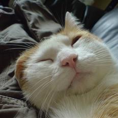 Blanding af racer Gismo