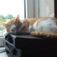 Blanding af racer Gismo