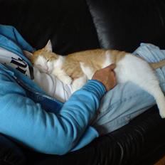 Blanding af racer Gismo