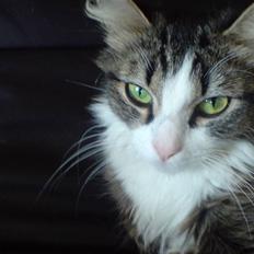 Blanding af racer Pjuske