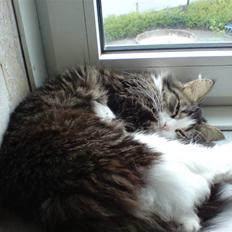 Blanding af racer Pjuske