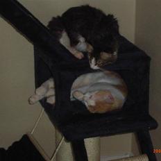 Blanding af racer Pjuske