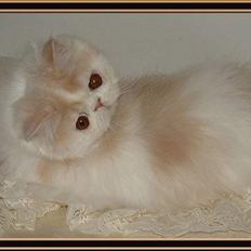 Perser Special Blend!