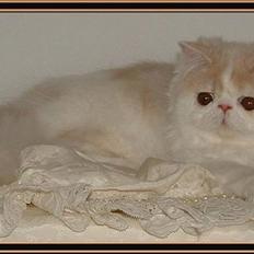 Perser Special Blend!