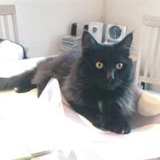 Blanding af racer Micky