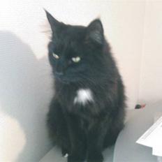 Blanding af racer Micky