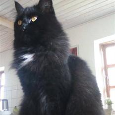 Blanding af racer Micky