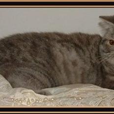 Exotic Wishes & Dreams!