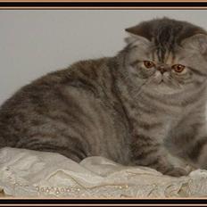 Exotic Wishes & Dreams!