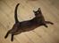 Burmeser Y- Cuba of magicat - Cuba 9 mdr gammel