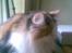 Norsk Skovkat  Carisma Cat's Beauty Que