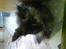 Maine Coon Sipsey
