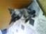 Maine Coon Sipsey