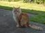 Maine Coon Victor - Hvor skal jrg nu rende hen????