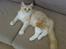 Maine Coon Disney
