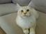 Maine Coon Disney