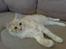 Maine Coon Disney