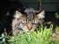 Maine Coon heartbreaker