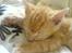 Huskat Garfield - putter