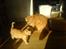 Huskat Garfield - malli og garfield