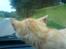 Huskat Garfield - det er så spændende at være  med mor ude og køre selvom han ikke må stå der