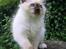 Hellig Birma Chicabee's Calypso  - calypso 9 ½ uge gammel