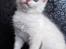 Blanding af racer Ragdoll Samson