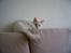 Blanding af racer Ragdoll Samson