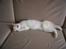 Blanding af racer Ragdoll Samson