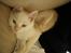 Blanding af racer Ragdoll Samson - 3 mdr