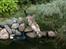 Bengal  Sesse *IP* - Sesse i haven NYT 13/11