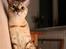 Bengal  Toulouse*GIP*