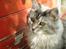Maine Coon Simba