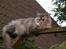 Maine Coon Simba