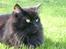 Maine Coon Mia R.I.P