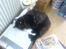 Maine Coon Mia R.I.P