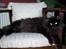 Maine Coon Mia R.I.P