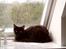 Maine Coon Bella R.I.P 