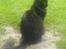 Maine Coon Bella R.I.P 