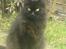 Maine Coon Bella R.I.P 