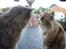 Maine Coon Mon Cherie---død---