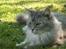Maine Coon Simba