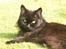 Maine Coon Bella R.I.P 