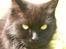Maine Coon Bella R.I.P 